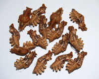 куколки бабочек Pachliopta kotzebuea